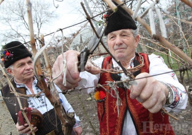 Зарязване на лозите